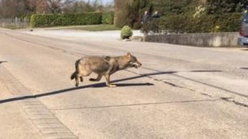 De 9 welpen zouden zomaar de baan kunnen oversteken, waardoor Welkom Wolf meer maatregelen vraagt.