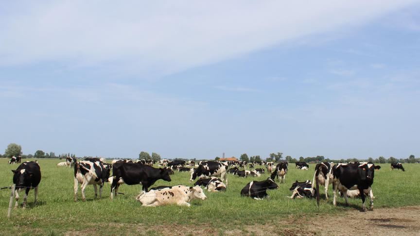 De Belgische melkveehouders hebben wereldwijd zowat de laagste carbon footprint per l melk.