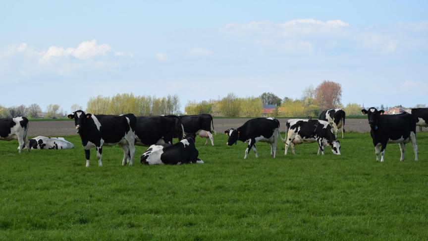 Meer dan 90% van de Vlaamse melkveehouders neemt deel aan het paratuberculoseprogramma.