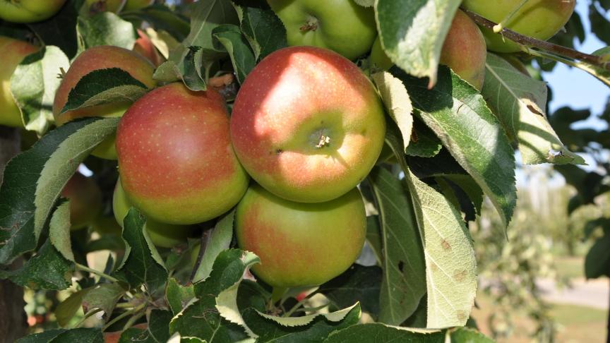 Genetische verbeteringen kunnen niet alleen consumenten aan lekkerder fruit helpen, maar ook tegemoetkomen aan wensen vanuit supermarkten, de teelt of de distributie.