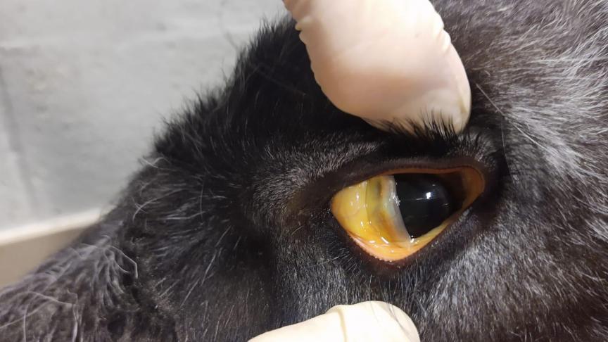 Duidelijk geel verkleurde mucosa in het oog van een kalf ten gevolge  van leverfalen te wijten aan een koperintoxicatie.