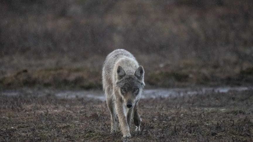 De Europarlementariërs willen dat de samenleving met de wolf  mogelijk blijft, en daarom moet het mogelijk zijn om de  beschermingsstatus van populaties in bepaalde regio’s te wijzigen.