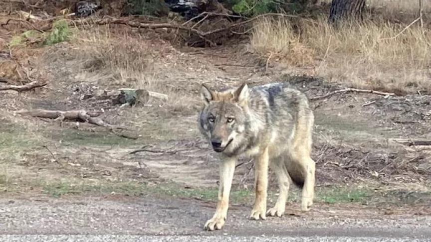 Deze jonge wolf benadert mensen in het Park de Hoge Veluwe. De 15-jarige Sem Wevers kon zo een foto van hem maken.