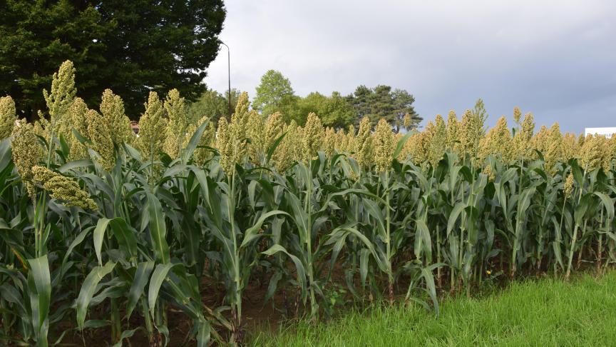 Door de droogte van de voorbije zomer groeit bij ons de interesse in deze droogtetolerante graansoort.