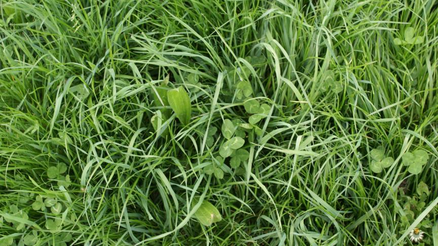 Grasklaver biedt kansen ten opzichte van gras.