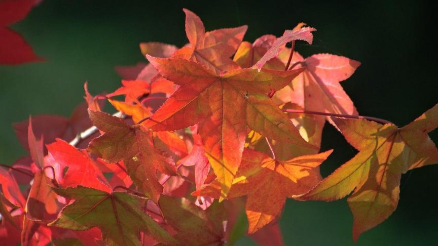 In de herfst verkleuren de bladeren van de Liquidambar in alle tinten geel, groen, roze en purper.