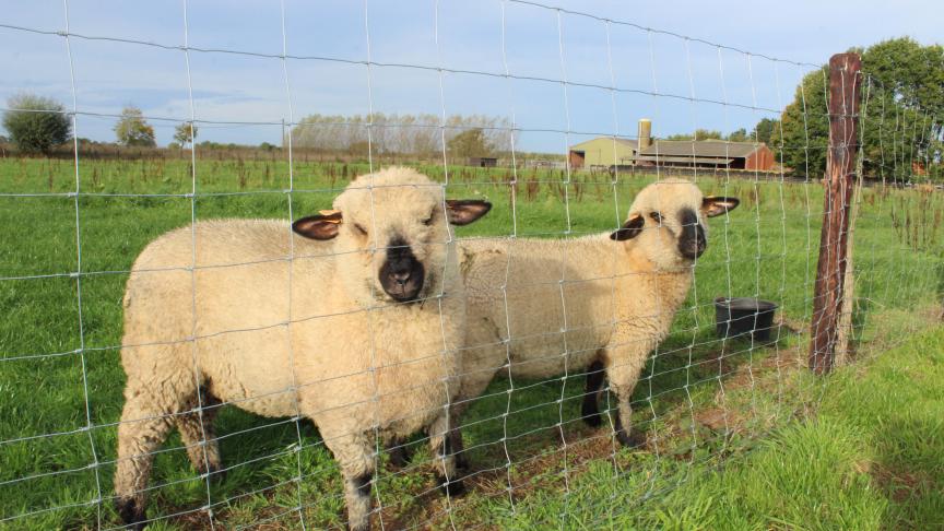 Voor de sluiting was de situatie al precair voor schapen- en geitenouders die een inkomen willen realiseren via de korte keten.
