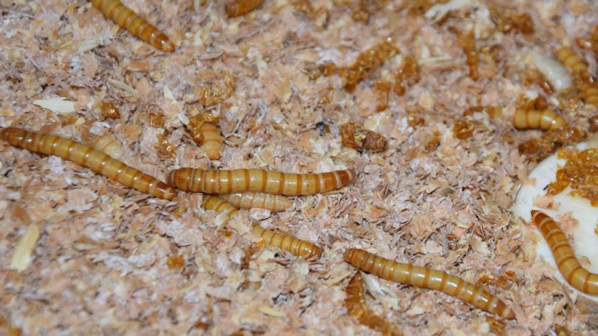 De meelworm is de populairste insectensoort in België, zowel voor productie en verwerking als voor vermarkting.