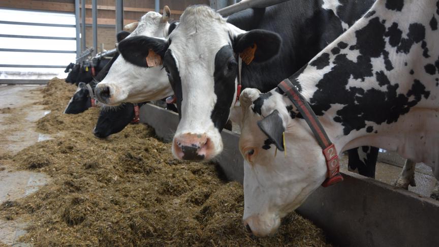 Ook al overheerst de vleesproductie in Wallonië, met een groter aantal vleesveehouders dan melkveehouders, toch is het gemiddeld aantal melkkoeien hoger dan het aantal  zoogkoeien.
