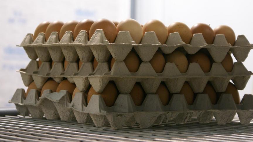 Fipronil is schadelijk voor de mens en mag dus niet worden gebruikt bij dieren die bestemd zijn voor de voedselketen.