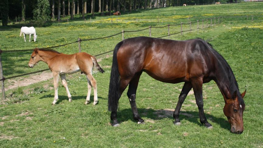 De 68-jarige Rochette bekende tijdens het proces dat hij laboratoriumpaarden had geslacht van de onderzoeksboerderij van Sanofi.