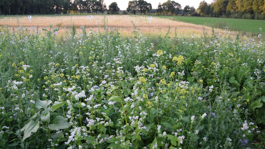 Dankzij de goedkeuring komt dit jaar nog zo’n 300 miljoen euro, voornamelijk Europese middelen, vrij voor de verdere verduurzaming van de Vlaamse Land- en tuinbouwsector.