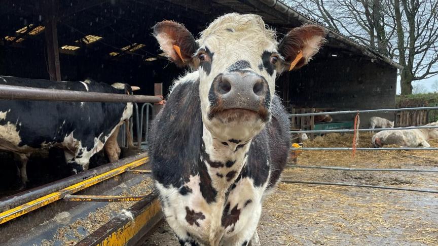 BSE begint met overgevoeligheid voor prikkels, die zal toenemen, waardoor de dieren sneller zullen panikeren en uiteindelijk agressief gedrag zullen vertonen.