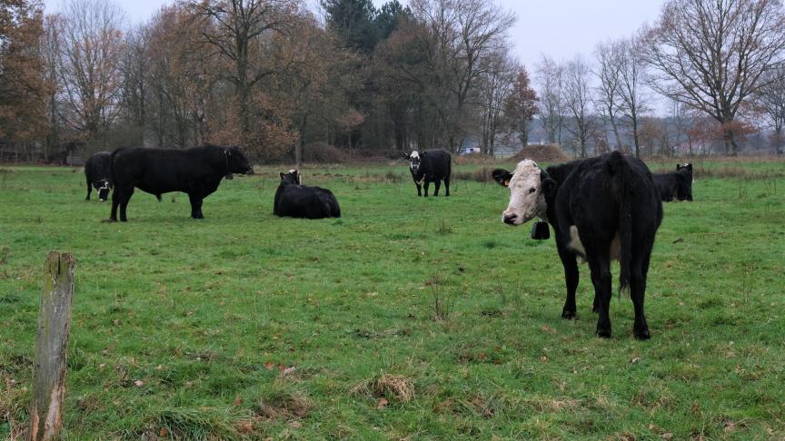 Sinds de jaren 90 bestaan er Benelux-regels die het grazen van dieren over de grens regelen.