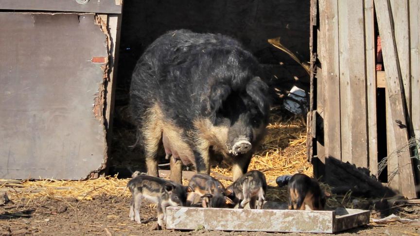 De biggen van de Mangalica-varkens hebben bij de geboorte strepen zoals de everzwijnen.