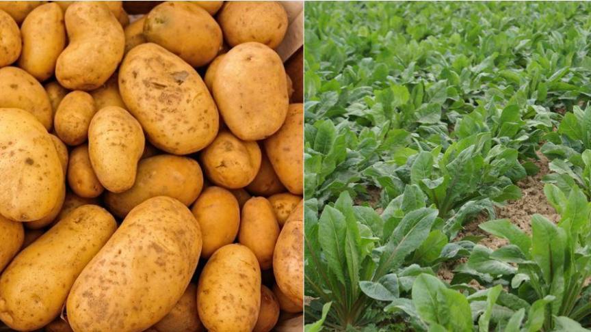 Er staan nieuwe rassen voor aardappel en industriële cichorei op de Belgische rassenlijst.