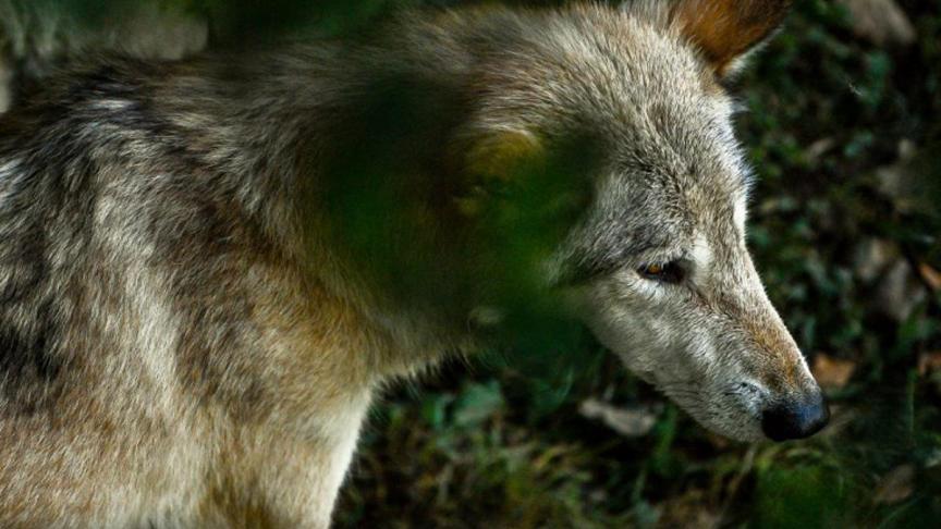 Nieuwe wolf gespot ten noorden van Antwerpen - Landbouwleven