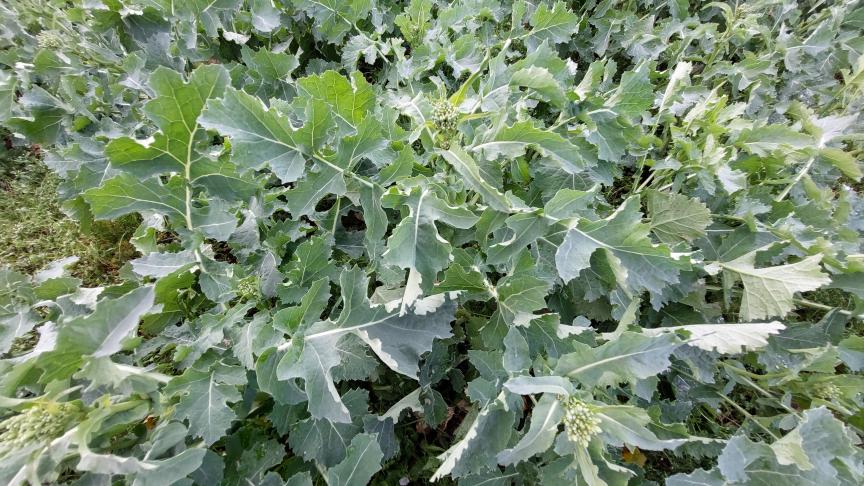 Op de 10 waarnemingsvelden in Vlaams-Brabant gaat het om gemiddelden van 0 tot 0,4 kevers per plant.