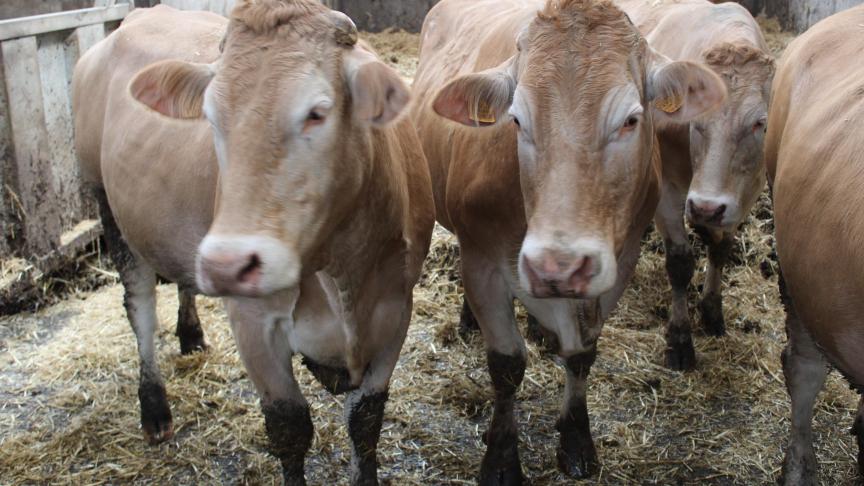 “Bij het insemineren van de Blondes kies ik voor sperma van stieren waarvan bewezen is dat ze kleine kalfjes zullen voortbrengen. Zo probeer ik het aantal natuurlijke kalvingen zo groot mogelijk te houden”, legt Filip Coussens uit.