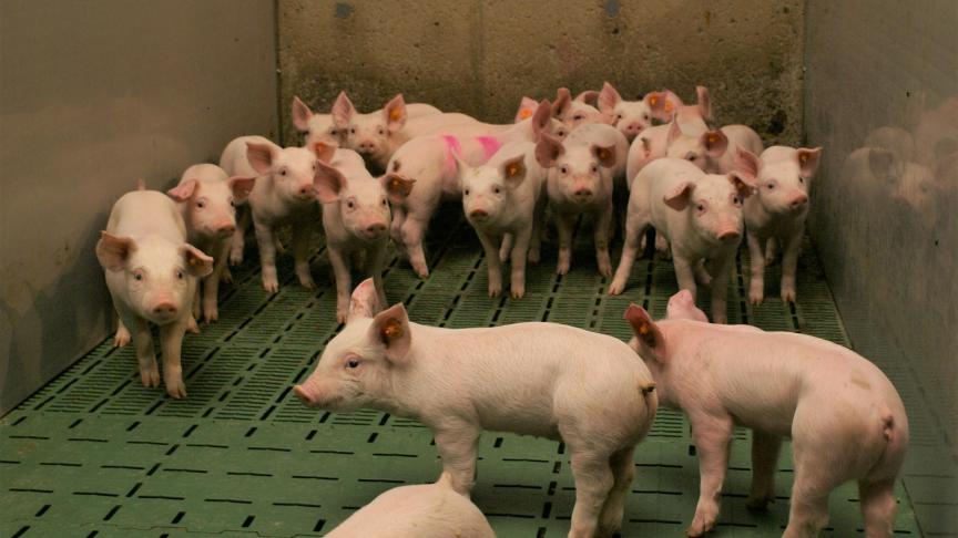 Varkenshouders, en ook pluimvee- en vleeskalverhouders,kunnen door het verminderen van hun antibioticagebruik 2.600 euro per jaar steun ontvangen.