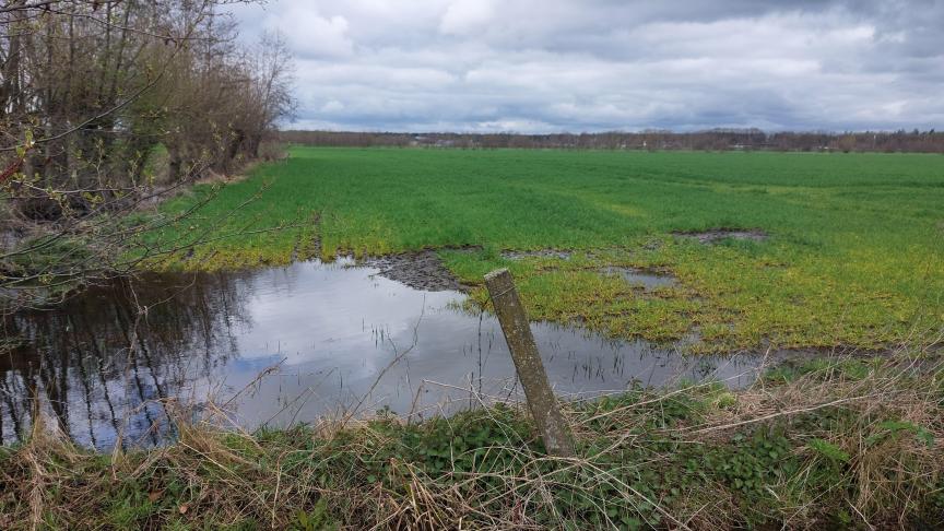 Begin april zijn de grondwaterstanden in ongeveer de helft van de Vlaamse meetplaatsen hoog tot zeer hoog.