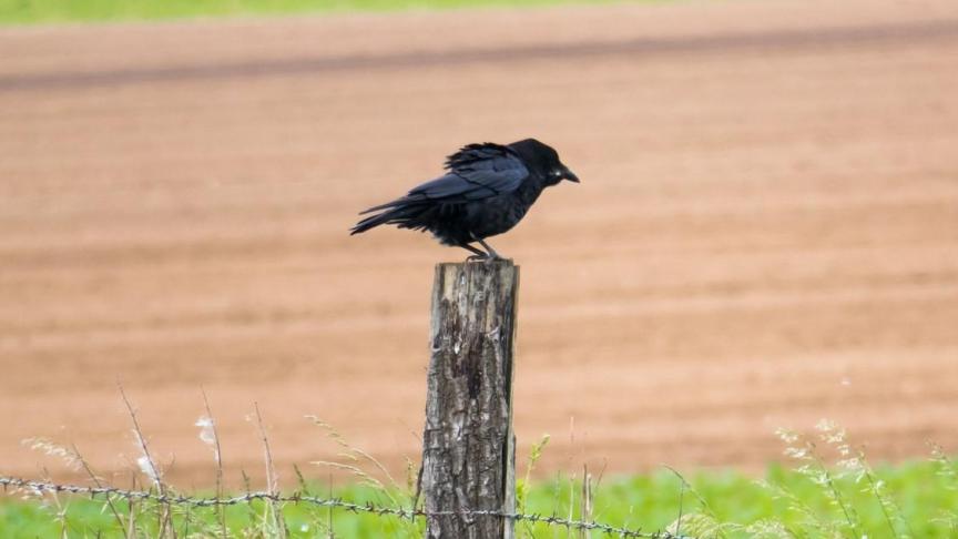 Voor de bestrijding van kraaiachtigen en het gebruik van Larsen-kooien en trechtervallen gelden voorwaarden.