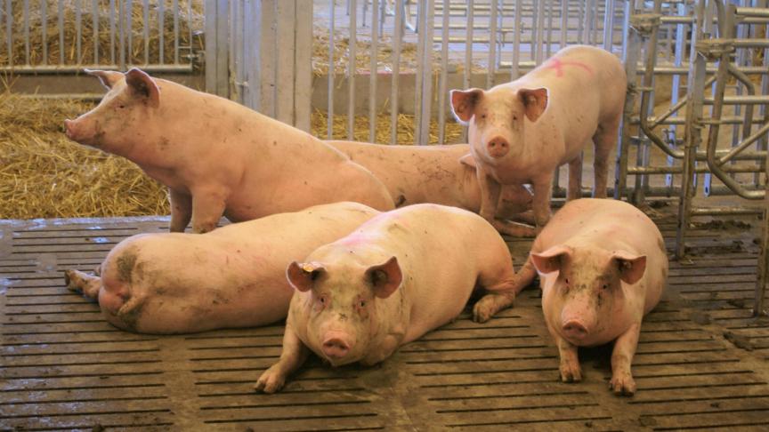 Voor biggen en andere varkens (zonder ontworming) daalde de productie van gemedicieerde voeders van ruim 150.000 ton in 2011 naar 38.580 ton in 2022.