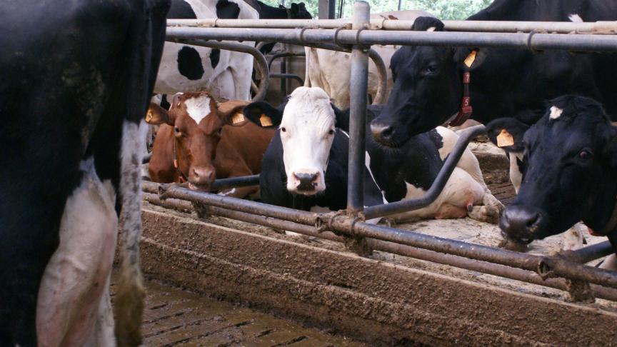 Uit cijfers blijkt dat 30% van de melkkoeien matig tot ernstig mank loopt.