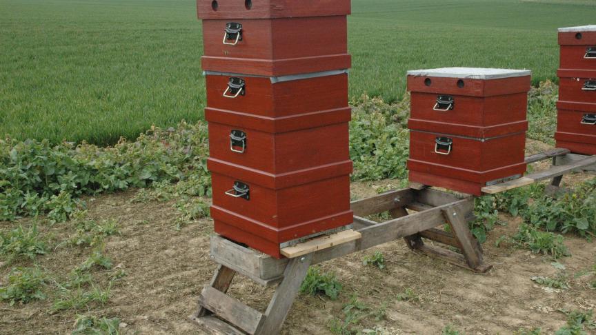 Volgens de Vlaamse Imkersbond was de bijensterfte deze winter echter vergelijkbaar met die van andere jaren.