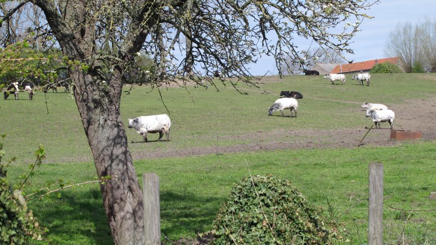 Gaat de afstand tussen beleid en platteland niet veel dieper dan het stikstofdossier?