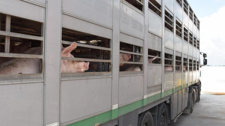 Vooraleer een dier op transport mag, moet het gezond zijn om de reis te doorstaan en mag het geen of zeer weinig negatieve gevolgen ondervinden van het transport. Voor lange transporten of transporten in extreme temperaturen moet het dier in zeer goede conditie zijn.