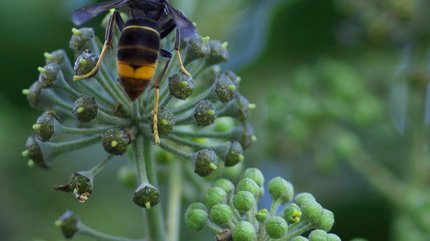 De Aziatische hoornaar heeft een impact op honingbijen, cultuurgewassen en  landbouwactiviteiten.