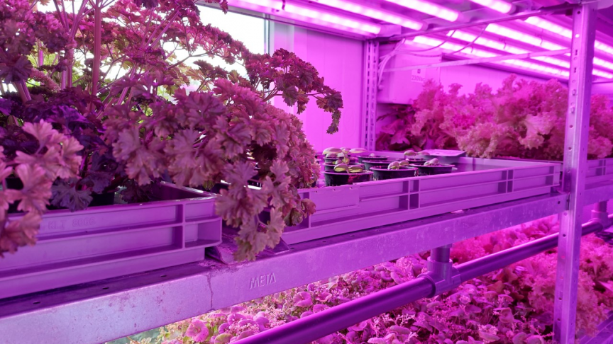 Urban Crop Solutions heeft op de campus Wetenschap en Groen een indoor farm ter beschikking gesteld die gebruikt wordt om studenten op te leiden in de verschillende facetten van verticale landbouw.