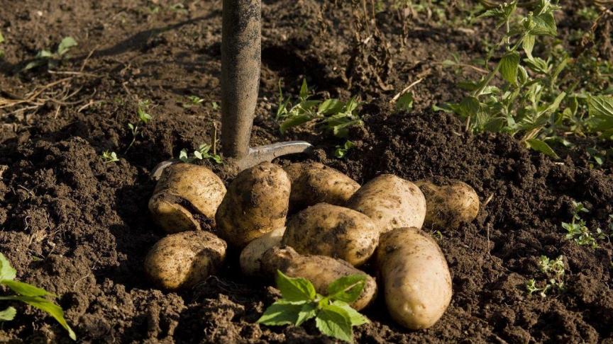 Vroege aardappelen kunnen reeds na 90 dagen gerooid worden.
