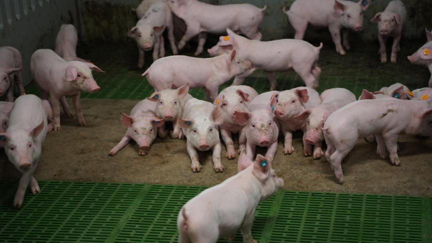 Met ingang van dit jaar werden de inningsprocedures voor alle sectoren (runderen, varkens, schapen, geiten en herten, pluimvee en zuivel), geharmoniseerd.