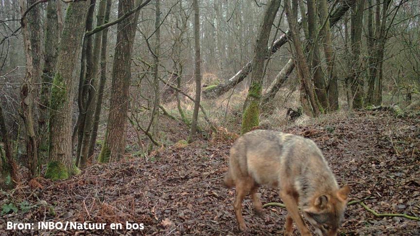 Wolvin Noëlla had op de beelden geen dikke buik meer.