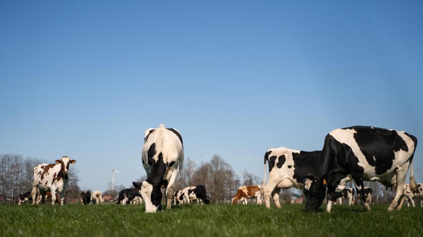 Koeien op weide 2023 (25)