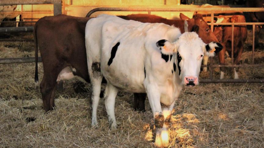 Nederlandse melkveehouders kunnen net alsvarkens-, kalver- en kippenboeren een bedrag krijgen dat ruim boven de marktwaarde van hun bedrijf ligt als zij vrijwillig stoppen.