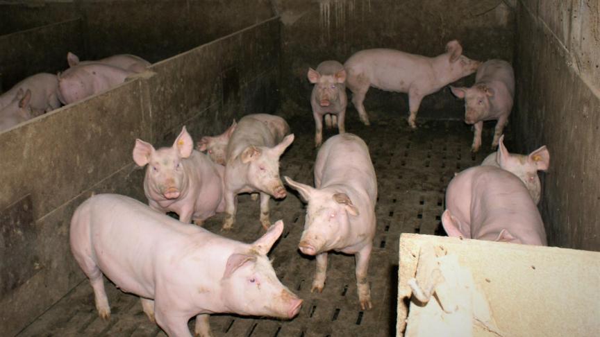 De uiterlijke indieningsdatum van 17 mei voor de vrijwillige opkoopregeling voor varkensboerenwordt verlengd naar 17 juni.