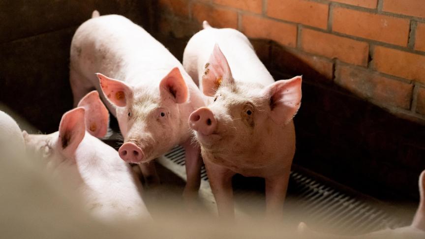 Alle varkenshouderijen (KMO’s) met een impactscore hoger dan 0,025% kunnen een aanvraagdossier indienen bij de VLM.