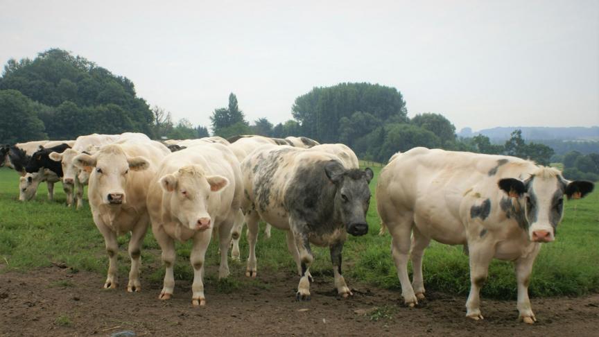 Coevia meldt deze week stabiele prijzen voor Belgisch witblauw rundvee.