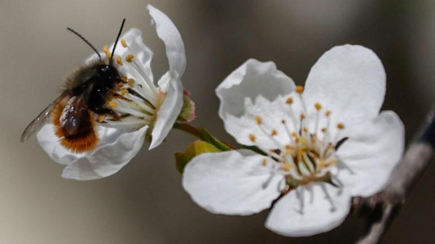 Afgelopen winter stierf 23% van de Vlaamsebijenpopulatie.