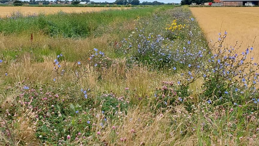 De grootste fractie in het Europese Parlement wil het hele voorstel van de natuurherstelwet laten wegstemmen.