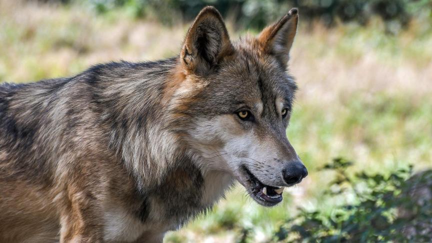 In Limburg zijn er dit jaar minstens 5 wolvenwelpen geboren.