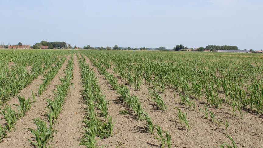 Meer dan 60% van het areaal in het Vlaamse Gewest wordt gepacht door landbouwers.