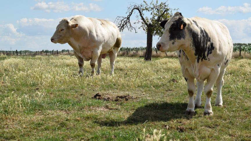 De prijzen voor BWB-koeien en -stieren zijn volgens Coevia stabiel.
