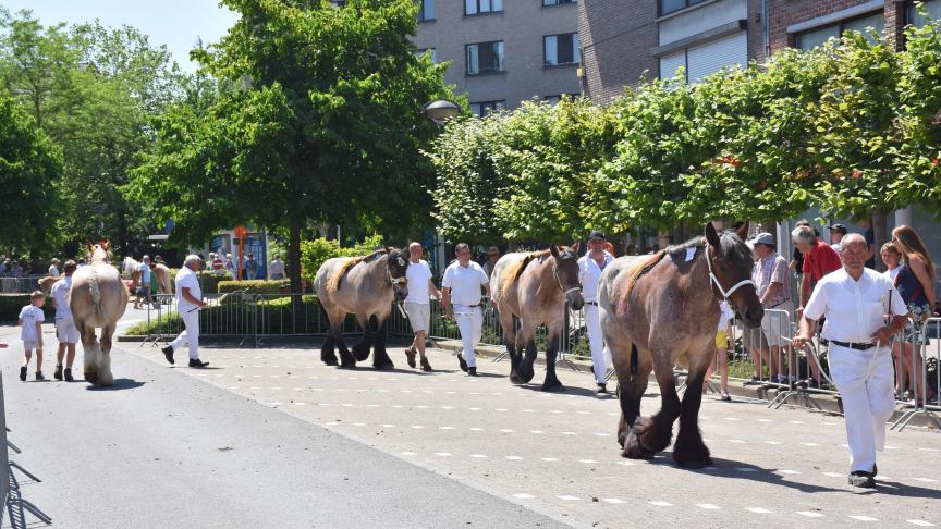 Op zaterdag 24 juni had in de blakende zon de jaarlijkse interprovinciale prijskamp plaats in de paardenstad Torhout.