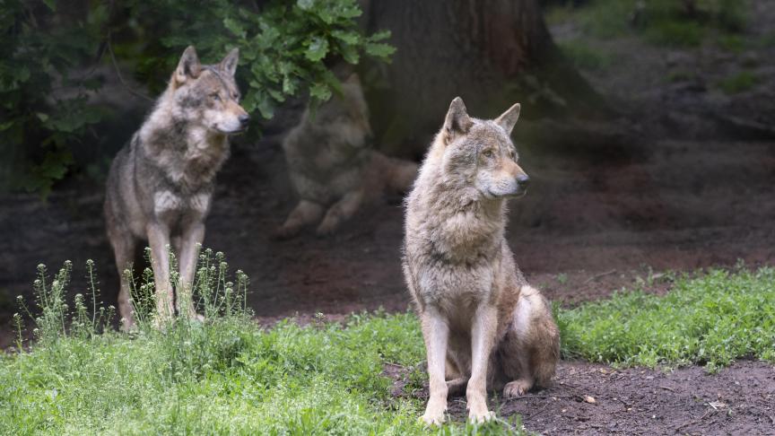 wolf Belga (2)