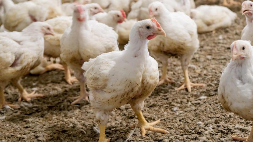 Vorig jaar voldeed België aan de Europese doelstellingen voor Salmonella bij fokpluimvee, vleeskippen en vleeskalkoenen.