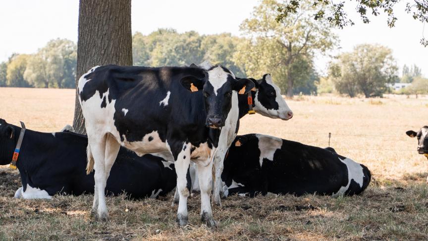 Een van de maatregelen is het verminderen van de veestapel. Dat kan men doen door het instellen van maximale veebezetting per ha in de melkveehouderij.